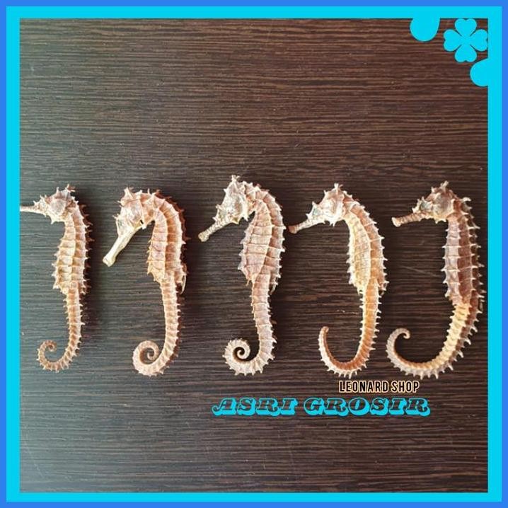 KUDA LAUT KERING GRADE A+ / HAI MA KUAT / OBAT KESUBURAN PRIA N WANITA KUALITAS TERBAIK