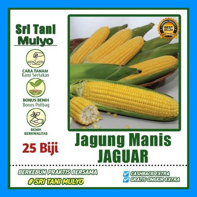 [Cod] - 25 Biji - Benih Jagung Manis Jaguar F1 - Bibit Sayuran Benih Sayuran