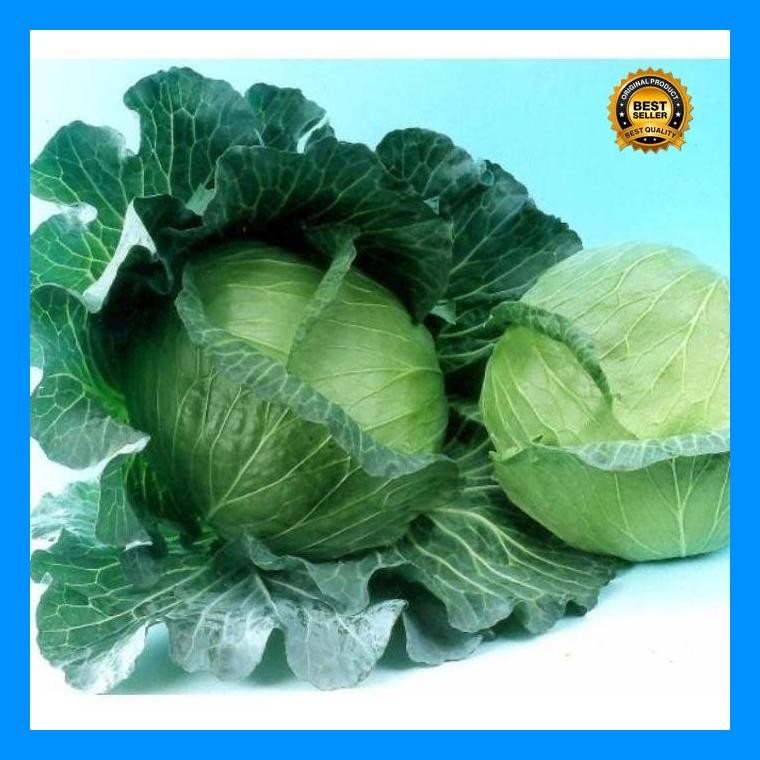 [Cod] - 25 Biji - Benih Sayur Sayuran Kol/Kubis Kolbis (Mudah Tumbuh) Bibit / Benih Sayur