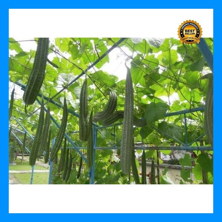 [Cod] - 2 Biji - Benih Oyong Import Jumbo Miriam F1 - Bibit Gambas Panjang