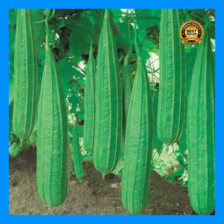 [Cod] - 2 Biji - Benih Oyong Import Jumbo Miriam F1 - Bibit Gambas Panjang