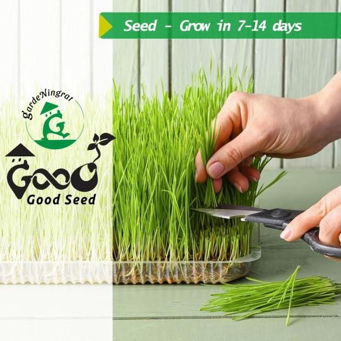 GoodSeed - Biji Gandum (Benih Wheatgrass) Superfood Rumput Kucing 1 kg