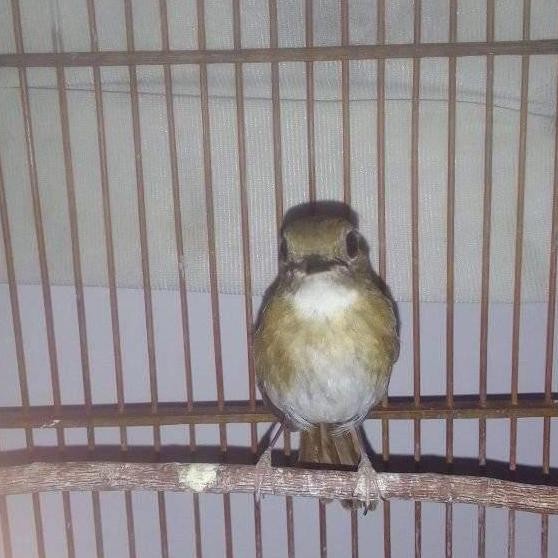 burung SRDC rajin ngeriwik pilihan murah