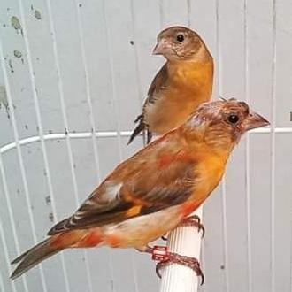 red Siskin jenis Dilute Sepasang paud murah