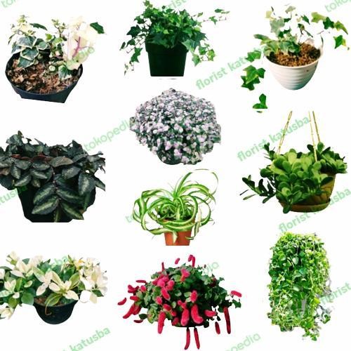 paket 10 tanaman gantung versi florist katusba