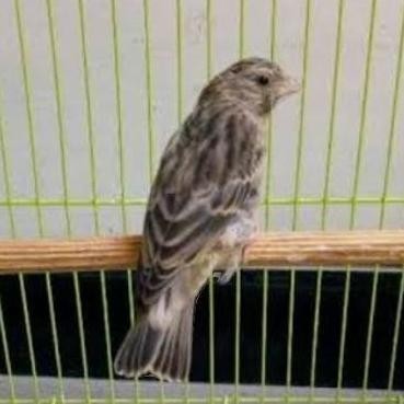 burung blackthroat betina siapan murah