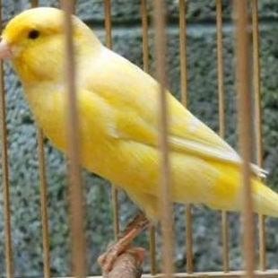 burung kenari warna cerah riwikan jantan mewah murah