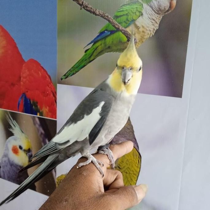 Burung Jinak Falk Parkir Australia jinak manja dan siul murah