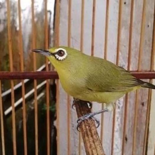 burung pleci dakun sulawesi jantan rawatan voer murah