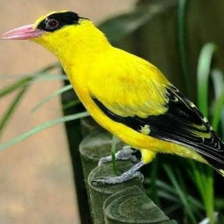 burung kepodang emas J a w a/ kepodang emas  kecil pilihan murah