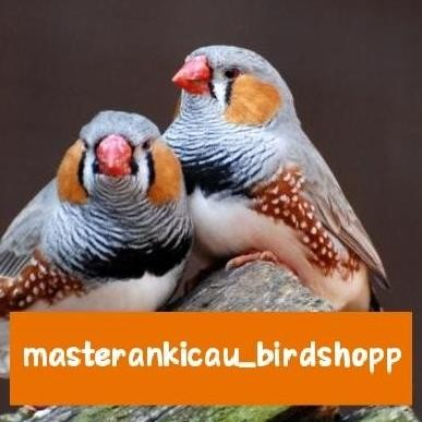 burung zebra Finch aussy import body big aviary sultan murah