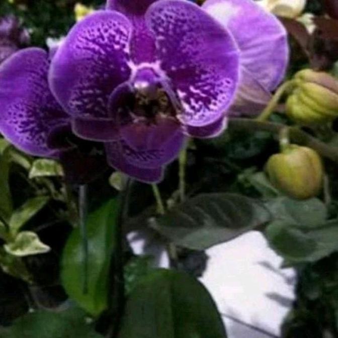 Promo Anggrek bulan sudah mau berbunga / anggrek bulan dewasa siap bunga COD
