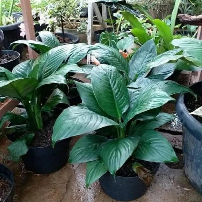 Promo TANAMAN BUNGA LILY PEACE GIANT / SEPATU FLIM BANGKOK COD