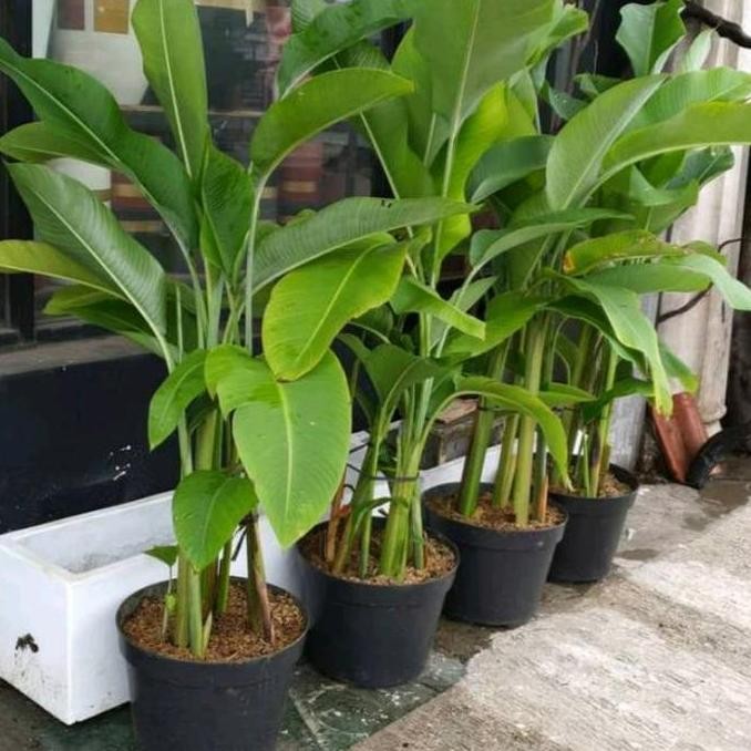 Promo Tanaman Hias karabia,pisang pisangan, tinggi 90 cm COD