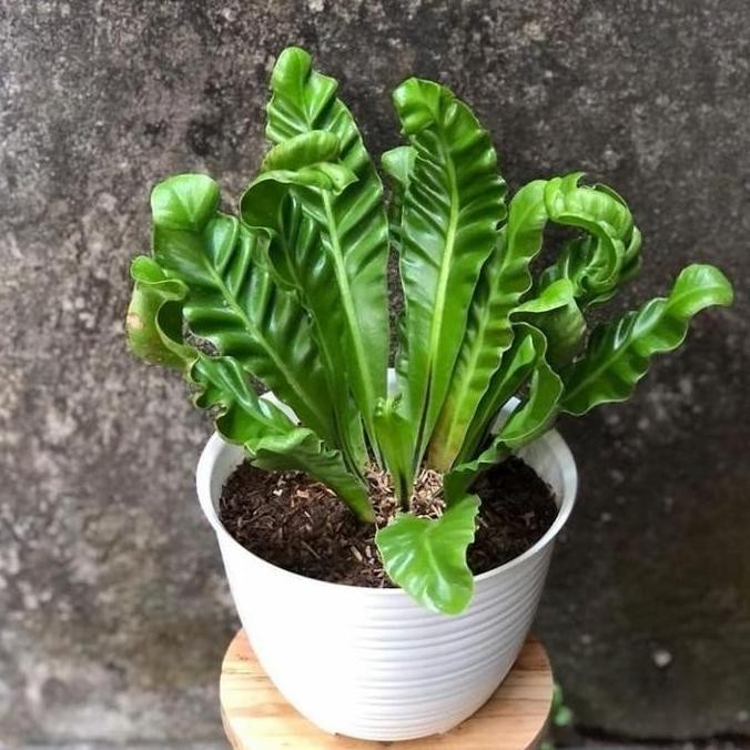 Promo tanaman hias kadaka lasagna cobra / Anthurium kadaka lasagna cobra tumbuhan poison COD