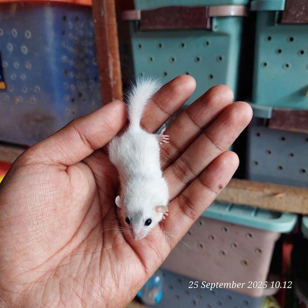 african pygmy dormice