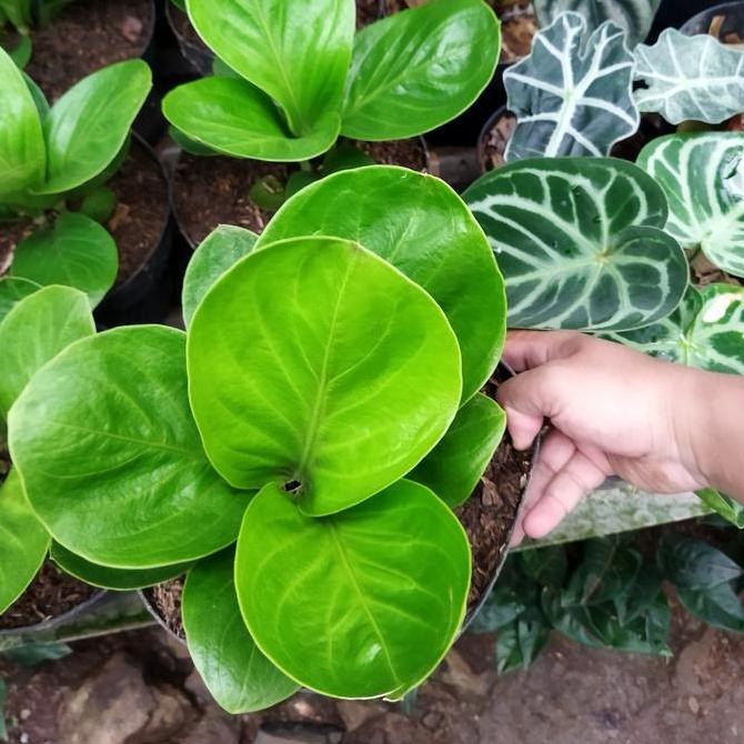 Promo tanaman hias anthurium jemani mangkok lady gaga besar COD