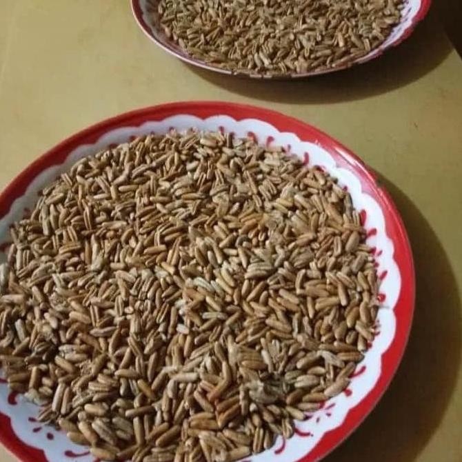 Ju4L Benih Bibit Kurma H1 Orinal Thailand Buah Merah TOB1 yang cepat berbuah