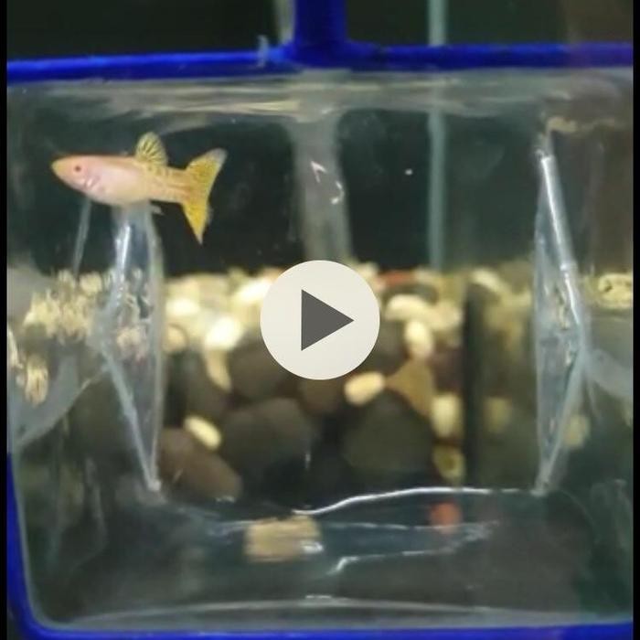 Guppy Amssyl / Albino metal snake skin yellow lace juve