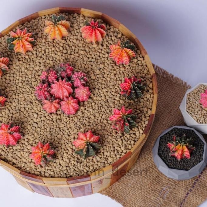 Kaktus / Cactus Gymno LB Variegata / Varigata