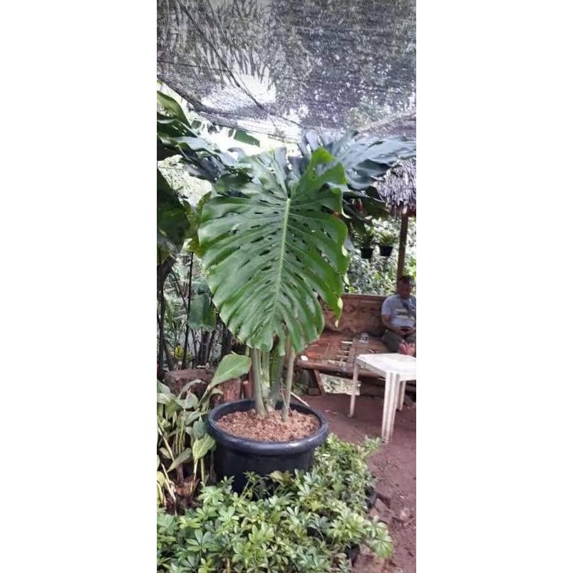 Monstera king size jumbo