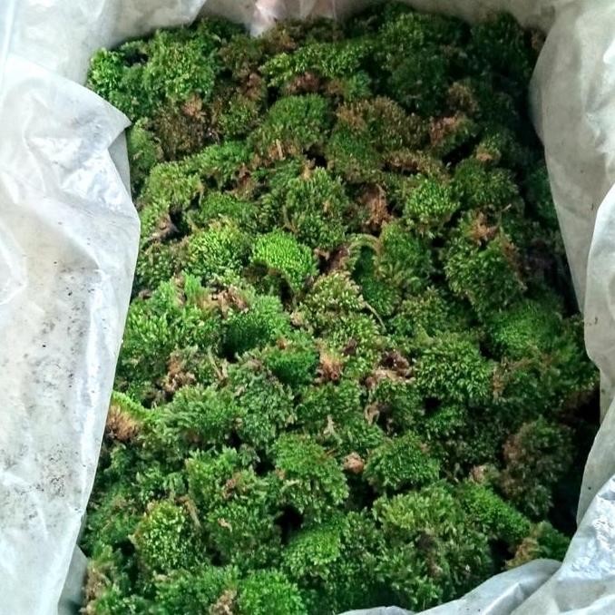[Good] media tanam lumut / moss 1kg