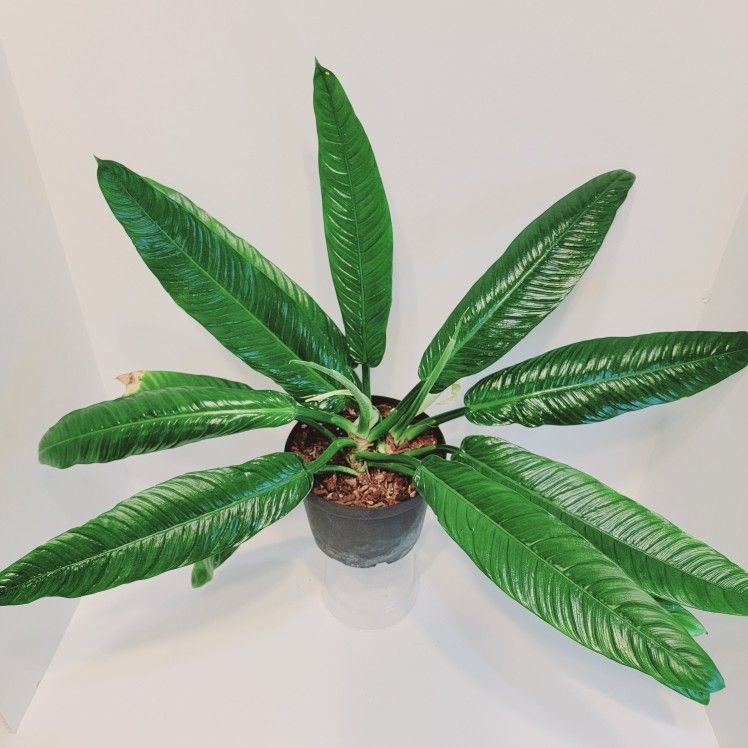 philodendron linet / philo linet / rinet / tanaman hias phillodendron linet remaja sehat dan subur