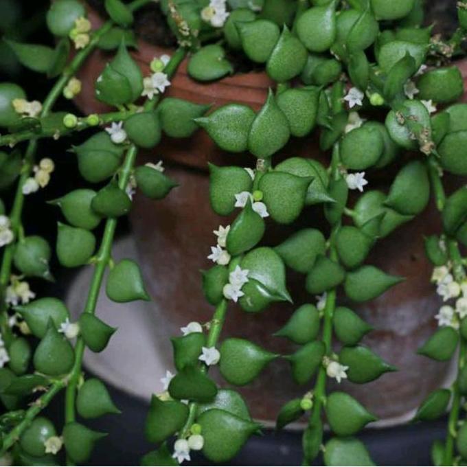 Tanaman Hias Dischidia Ruscifolia Million Hearts Bibit (TERBAIK) (TERBARU) (TERMURAH)