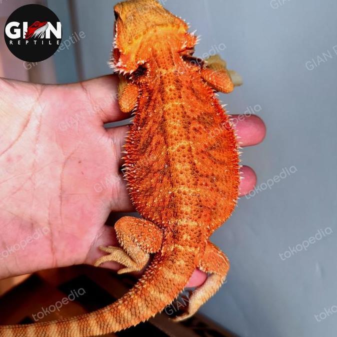Deepanim- Bearded Dragon Super Red Hypo Het Trans 30Cm-35Cm