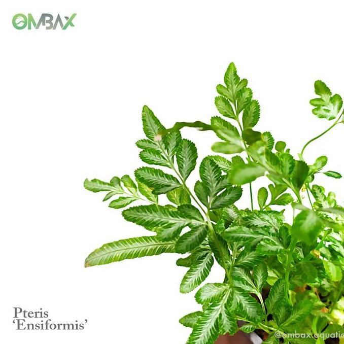 Promo Pteris 'Ensiformis' - Pakis / Tanaman Paludarium / Fern Cod