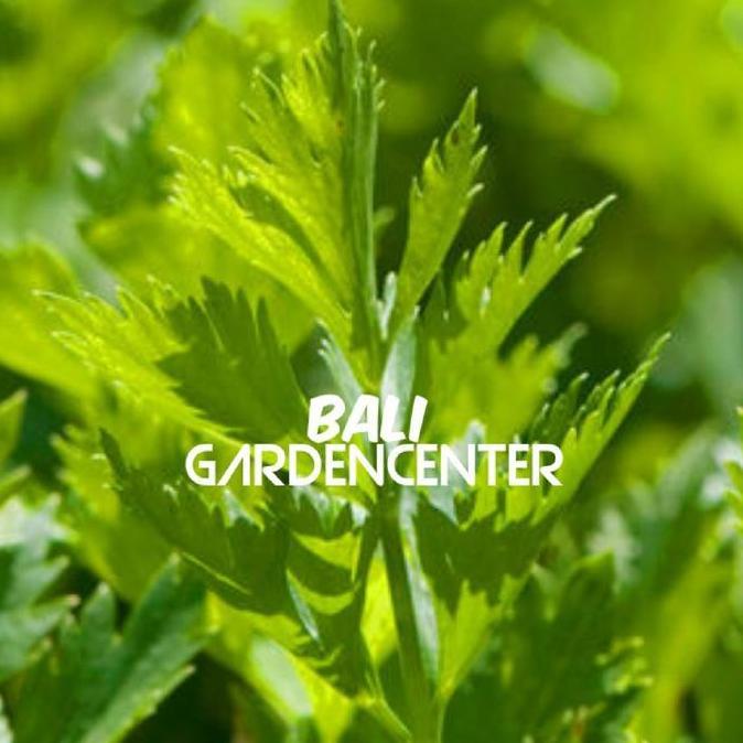 Promo Benih Biji Seledri Celery Cut Green - Celery Leaf Cutting Cod
