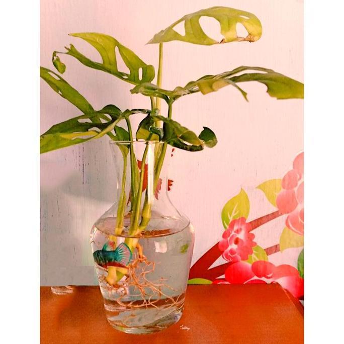 AQUARIUM CUPANG MINI UKURAN 570ML AKUARIUM KECIL KACA BOTOL HIAS BULAT