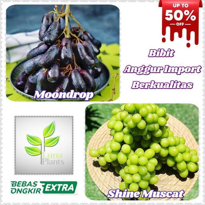 Newton- Bibit Anggur Import - Bibit Buah Anggur Import