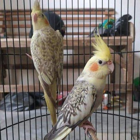 BURUNG FALK AUSTRALI MUTIARA PILIHAN