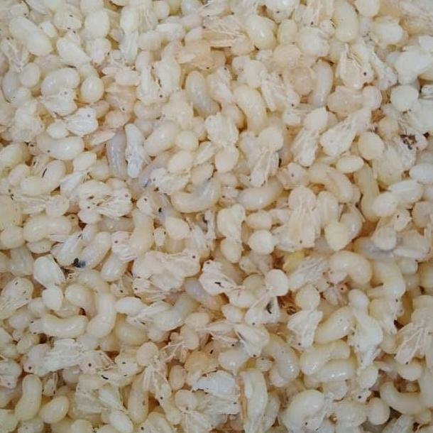 KROTO KHUSUS TELOR BESAR 1KG FRESH PUTIH