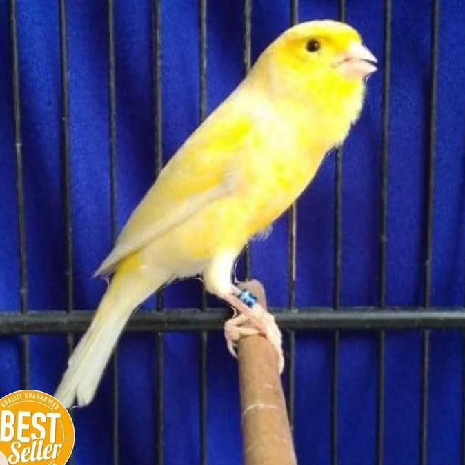 Terbaru, Burung Kenari Loper Gacor Murah