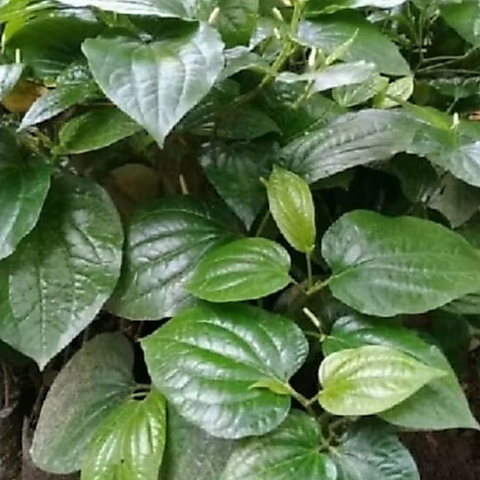 100 GRAM DAUN CABE JAWA SEGAR HERBAL ORGANIK