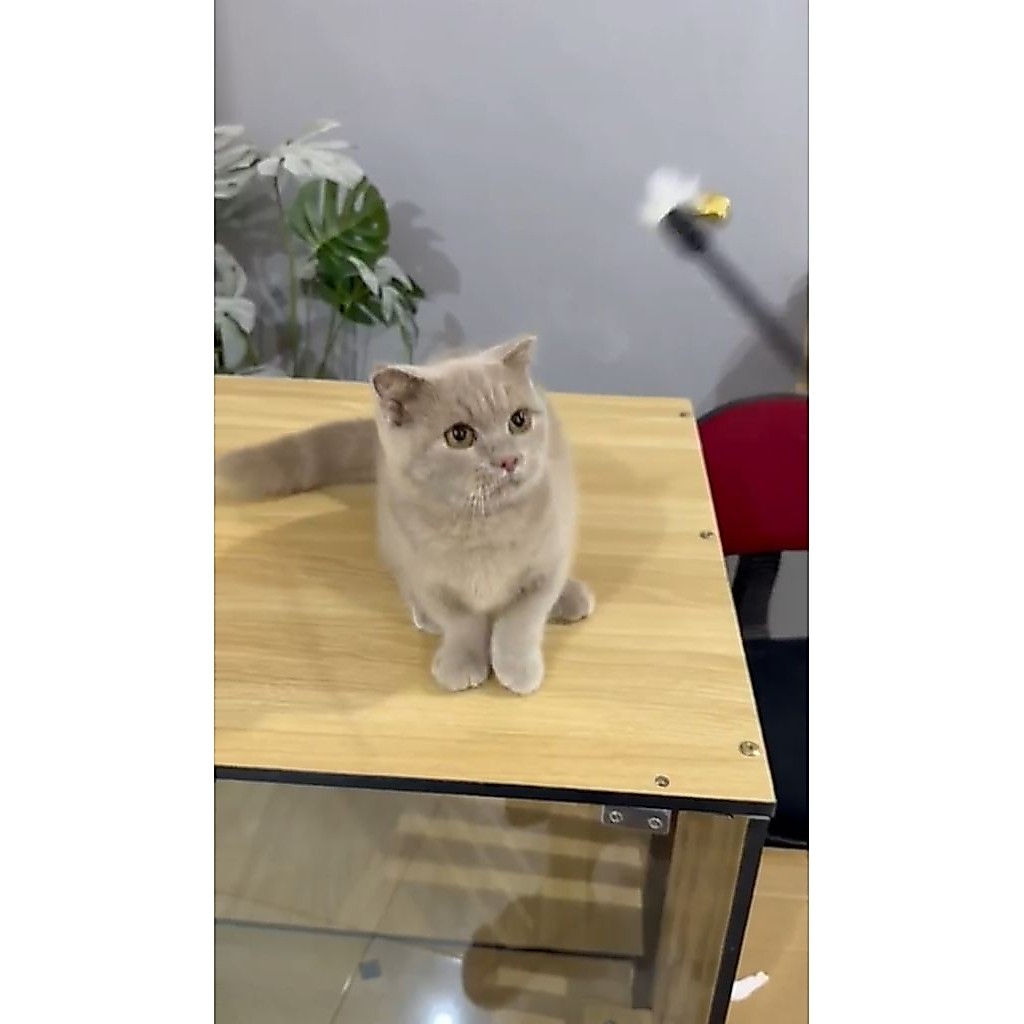 munchkin fold betina