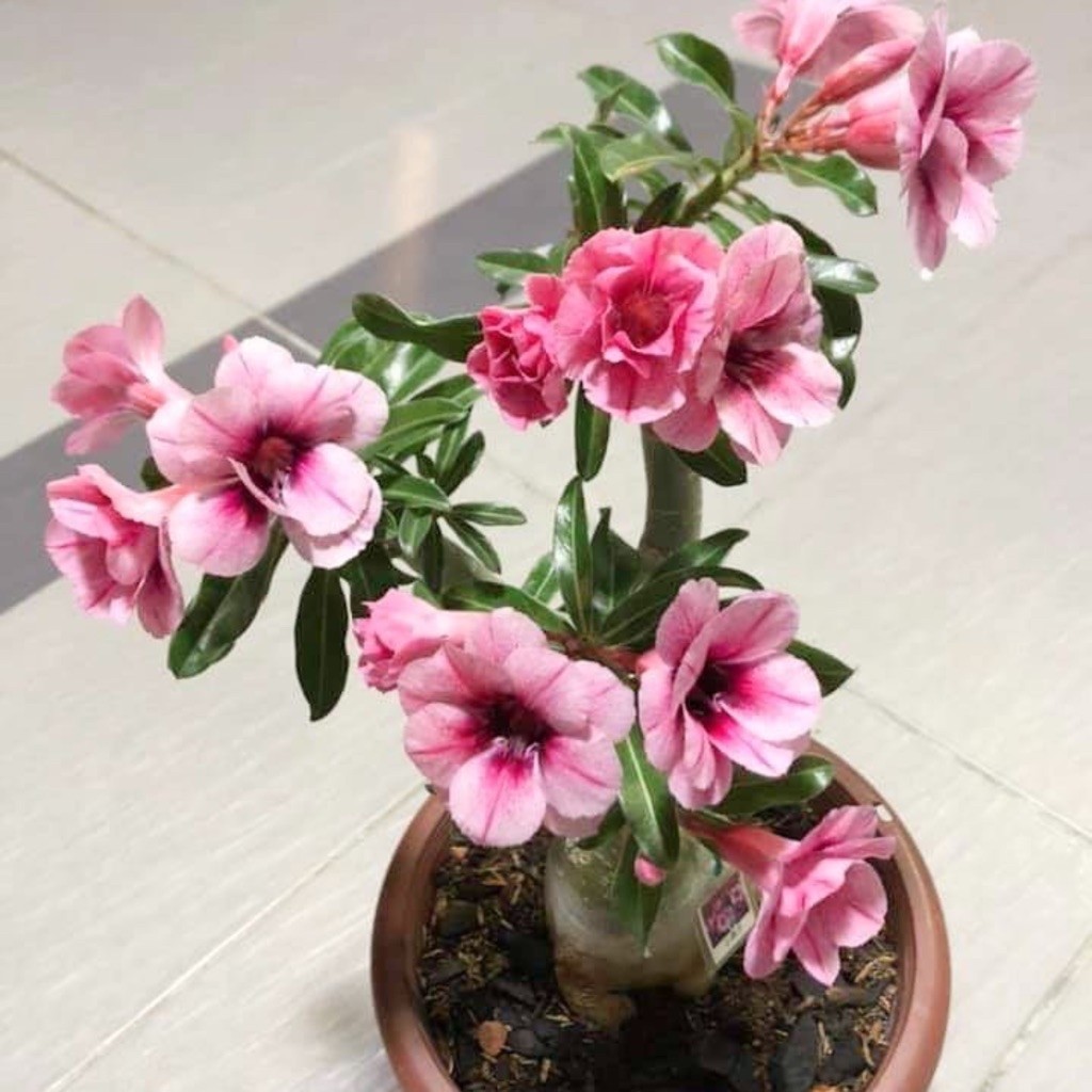 TANAMAN HIAS BUNGA ADENIUM TUMPUK || BUNGA ADENIUM TUMPUK