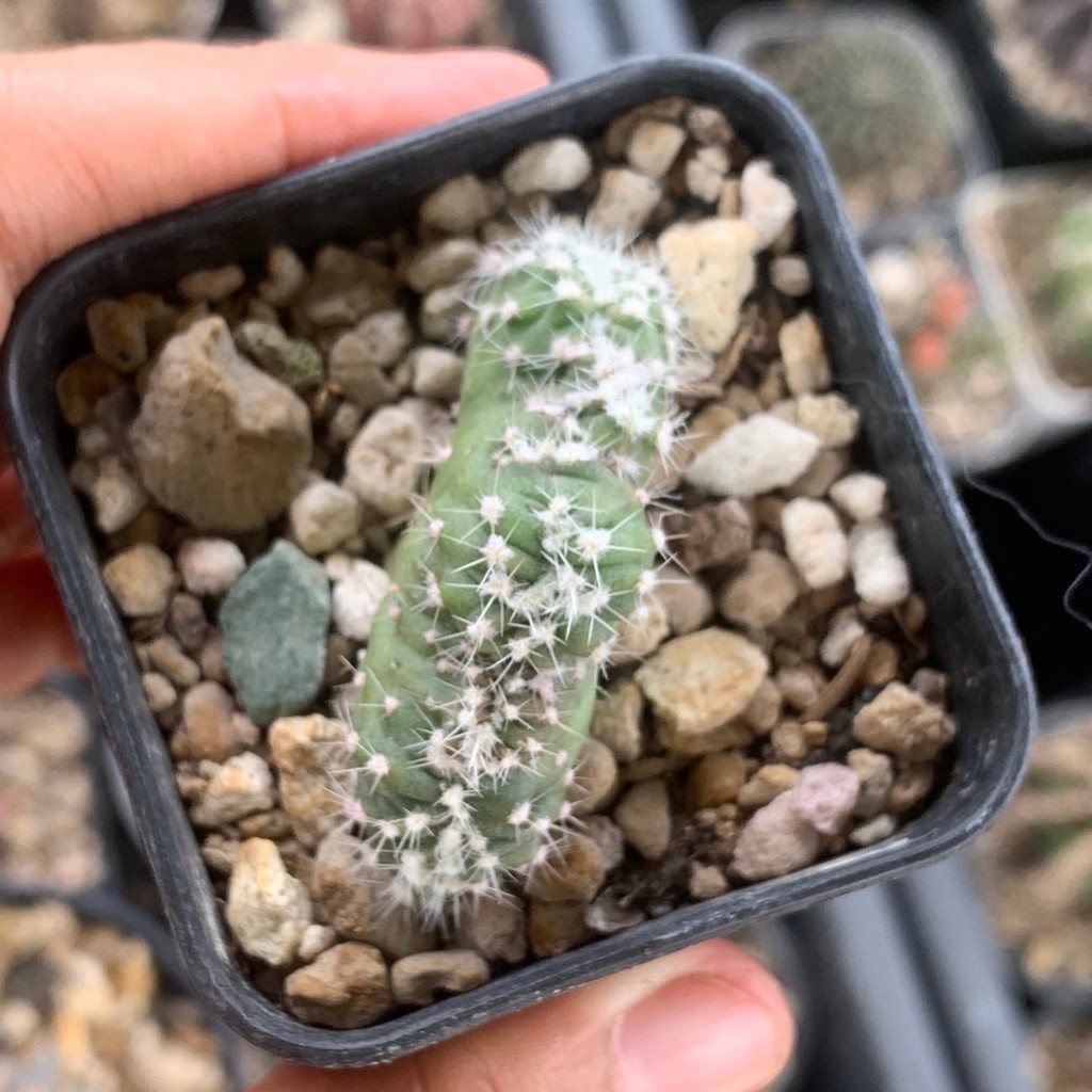 echinopsis Crested kristata kaktus astro  tanaman hias hidup gurun hadiah gift hobby hobi ulang tahu