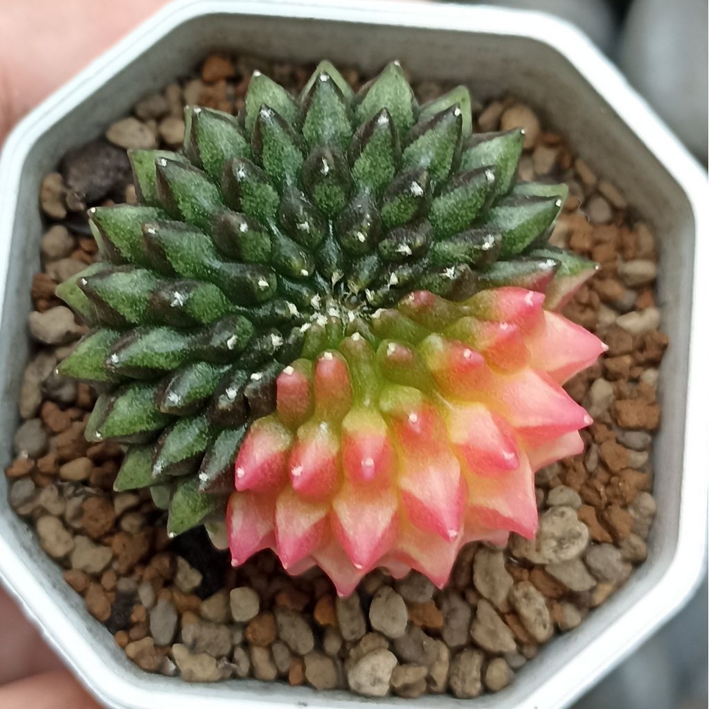Kaktus Gymnocalycium Inermis Cristata Varigata