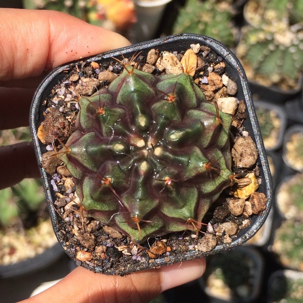 PL3 Gymno Miha purple edisi Var ( kaktus mihanovichii gymnocalycium varigata