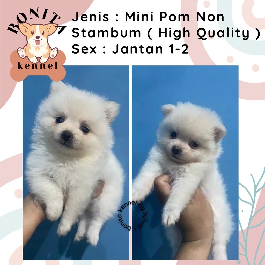 Mini Pom Non Stambum Jantan Betina Anak Anjing Minipom Pomeranian