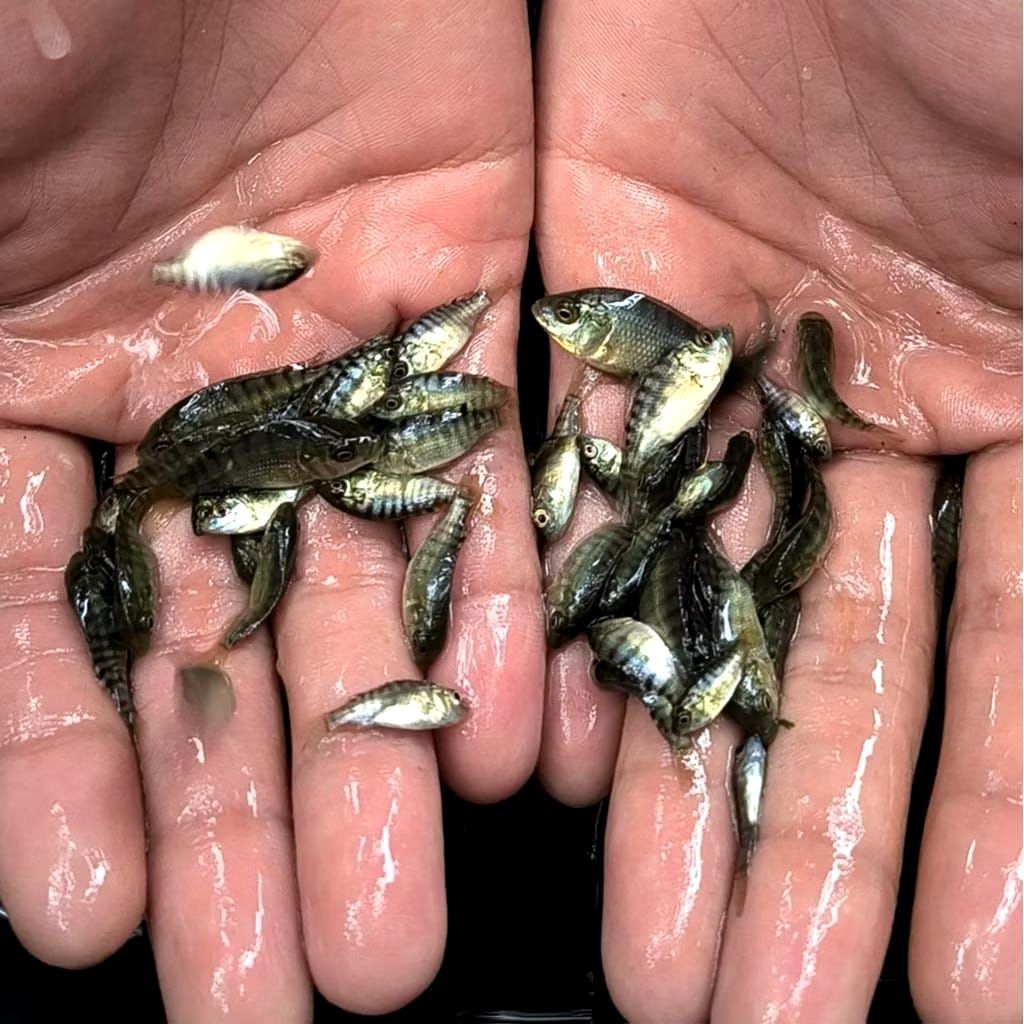 Benih Nila Hitam / Mujair Size 2-3 cm Paket isi 30, Bibit Nila Hitam