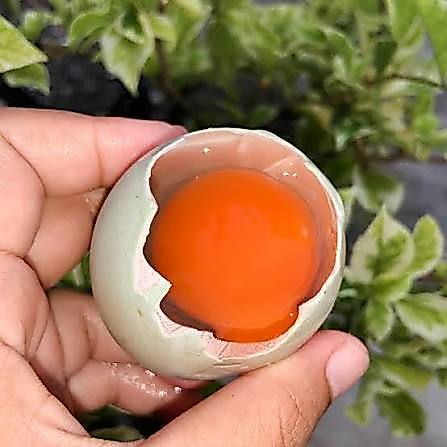 TELUR BEBEK OMEGA Mentah Segar - Telor Bebek OMEGA-3