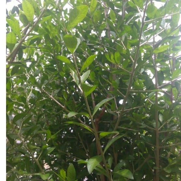 Daun henna segar - Daun inai - Daun herbal 50 gr