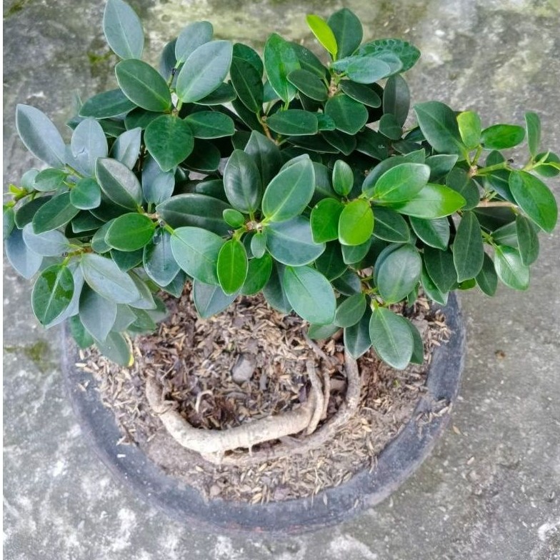 BONSAI FICUS COREANA / TANAMAN HIAS