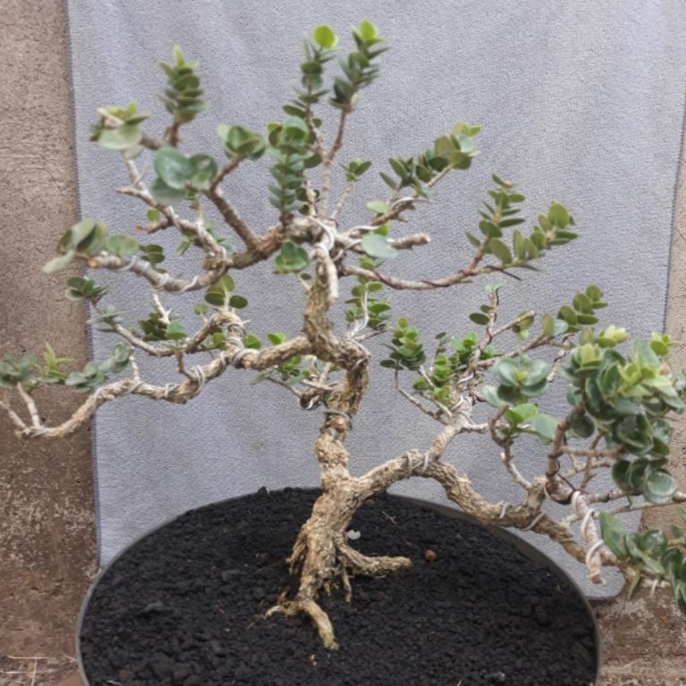 Tanaman Bonsai Natal Plum Real Pict