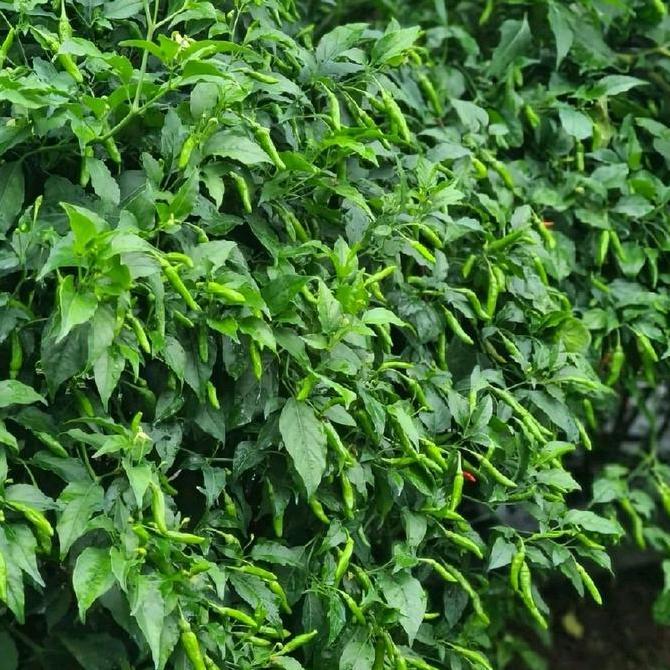 rawit hijau siramos 20 gram PAN