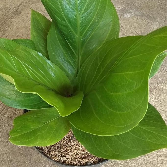 tanaman anthurium jemani cobra/ anjamani kobra PAN